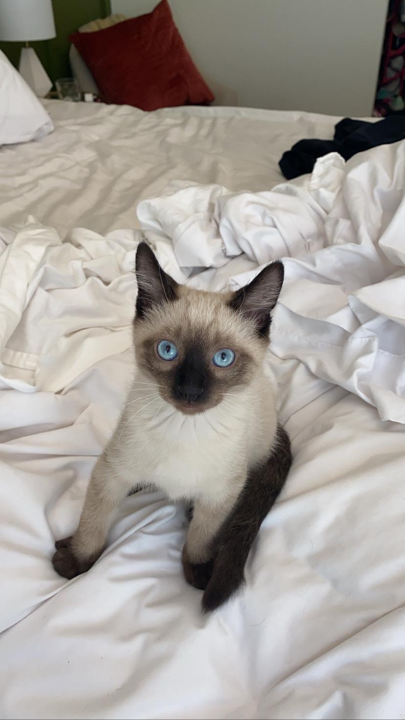 Our baby, Sully