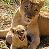 Dallas Zoo