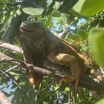 Iguana Eco Sanctuary