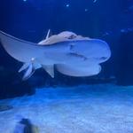 Newport Aquarium