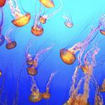 Monterey Bay Aquarium