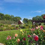 Pineapple Hill Orchard