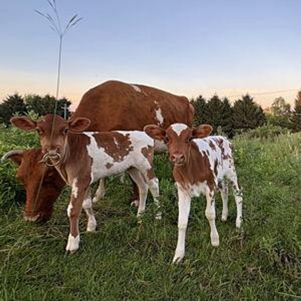 Our Farm Fund