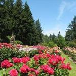 Rose Garden