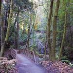 The Forest of Nisene Marks State Park