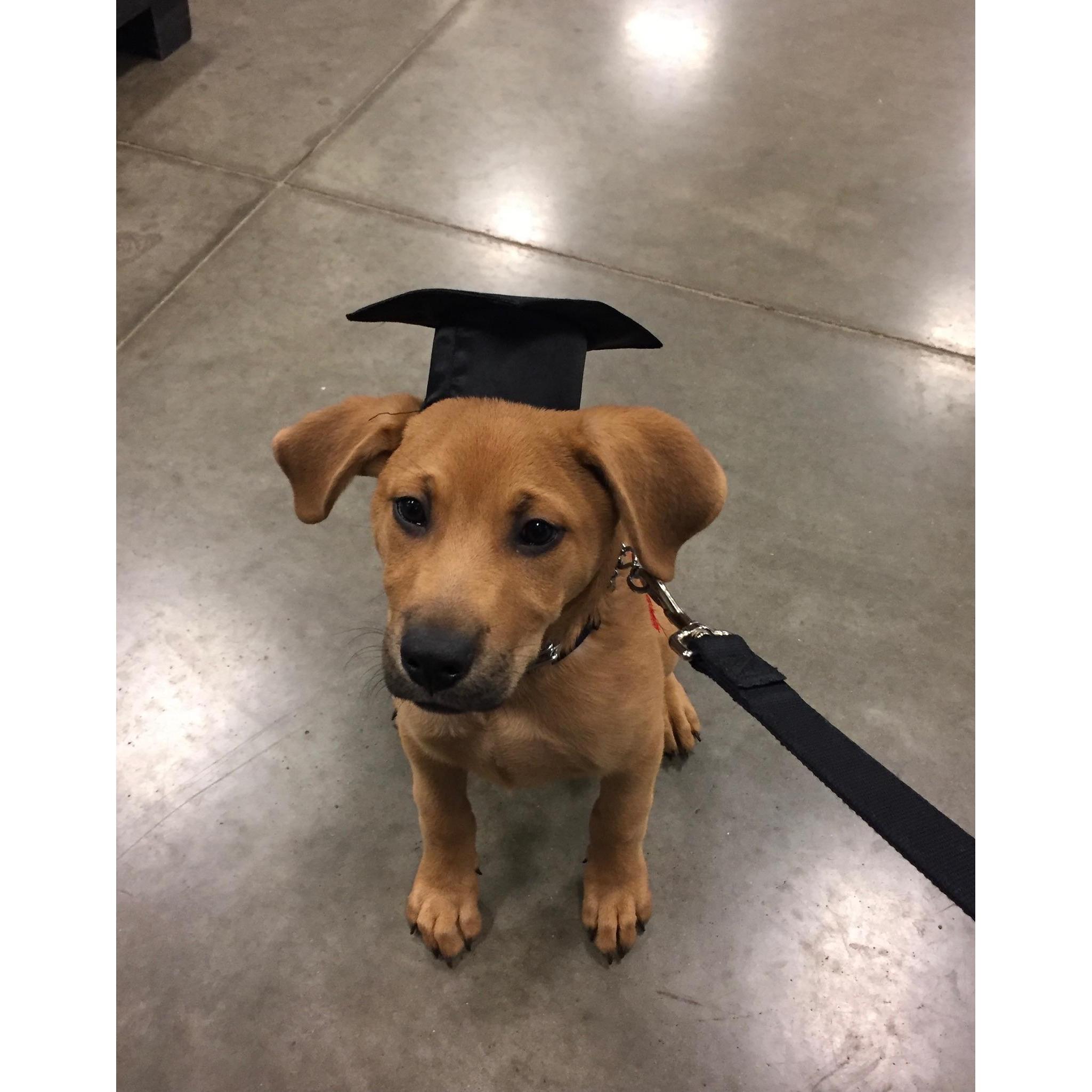 Bear’s Puppy School Graduation