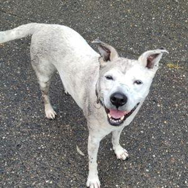 Dog Gone Seattle - Pet Rescue