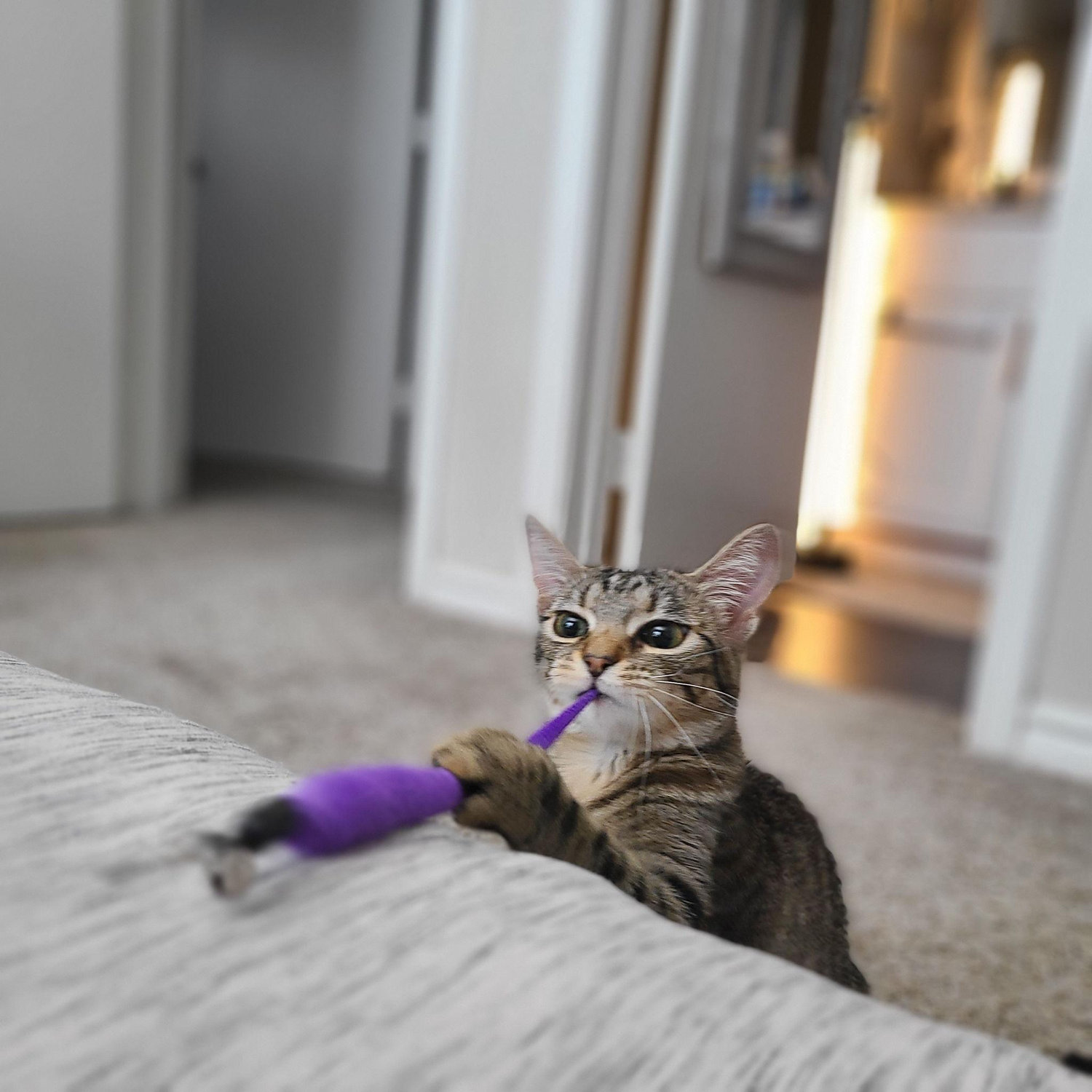 Zuzu