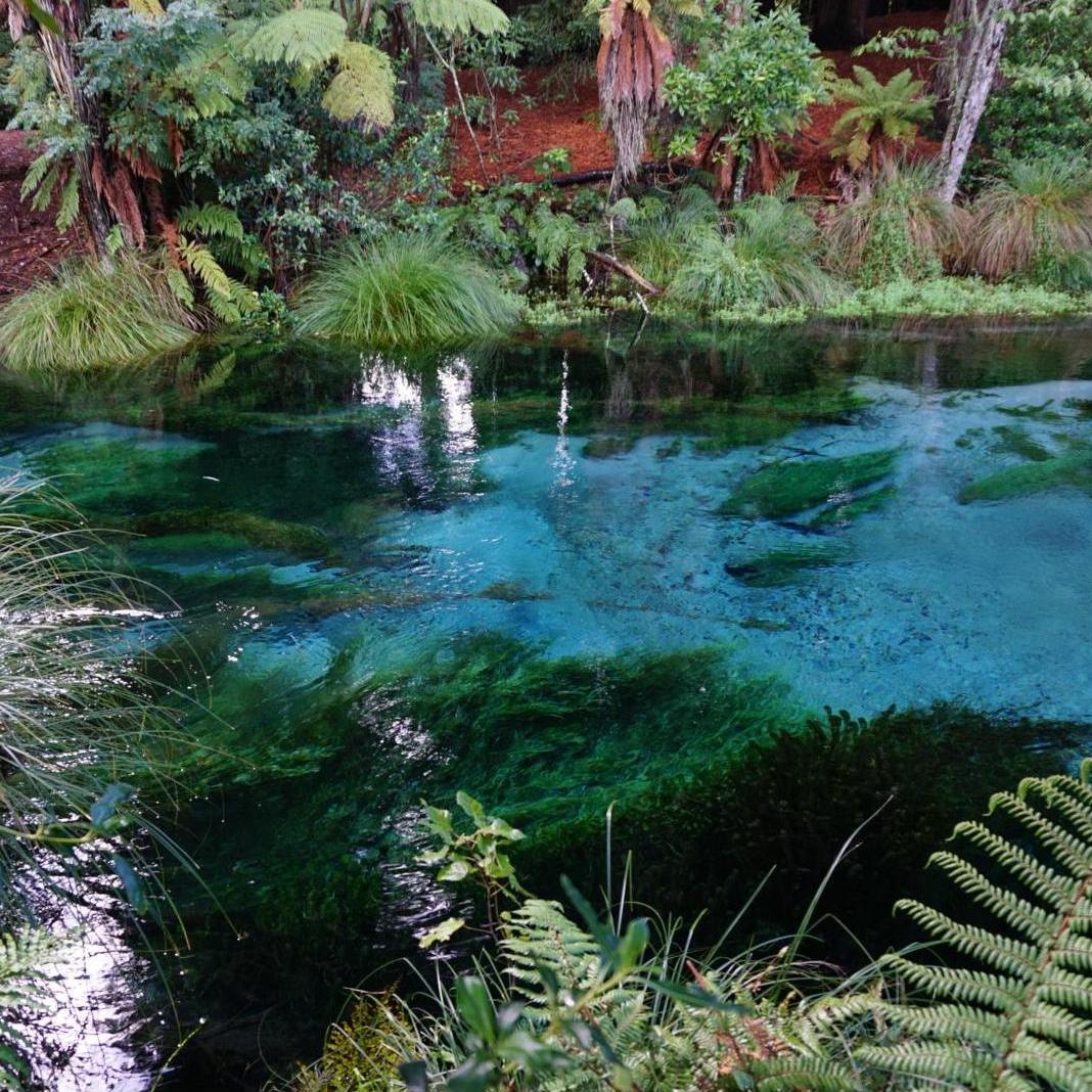 Crystal blue streams on a hidden gem walk in New Zealand