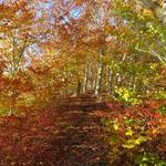 Lowell Holly Reservation