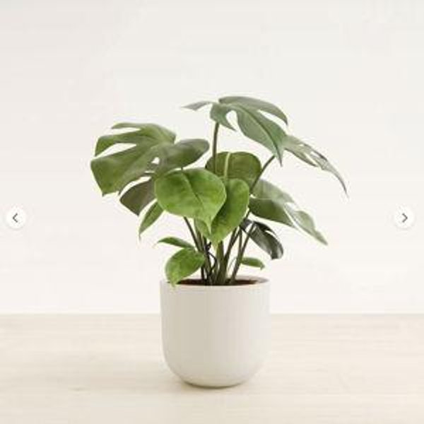 Large Indoor Monstera Deliciosa for Sale | easyplant