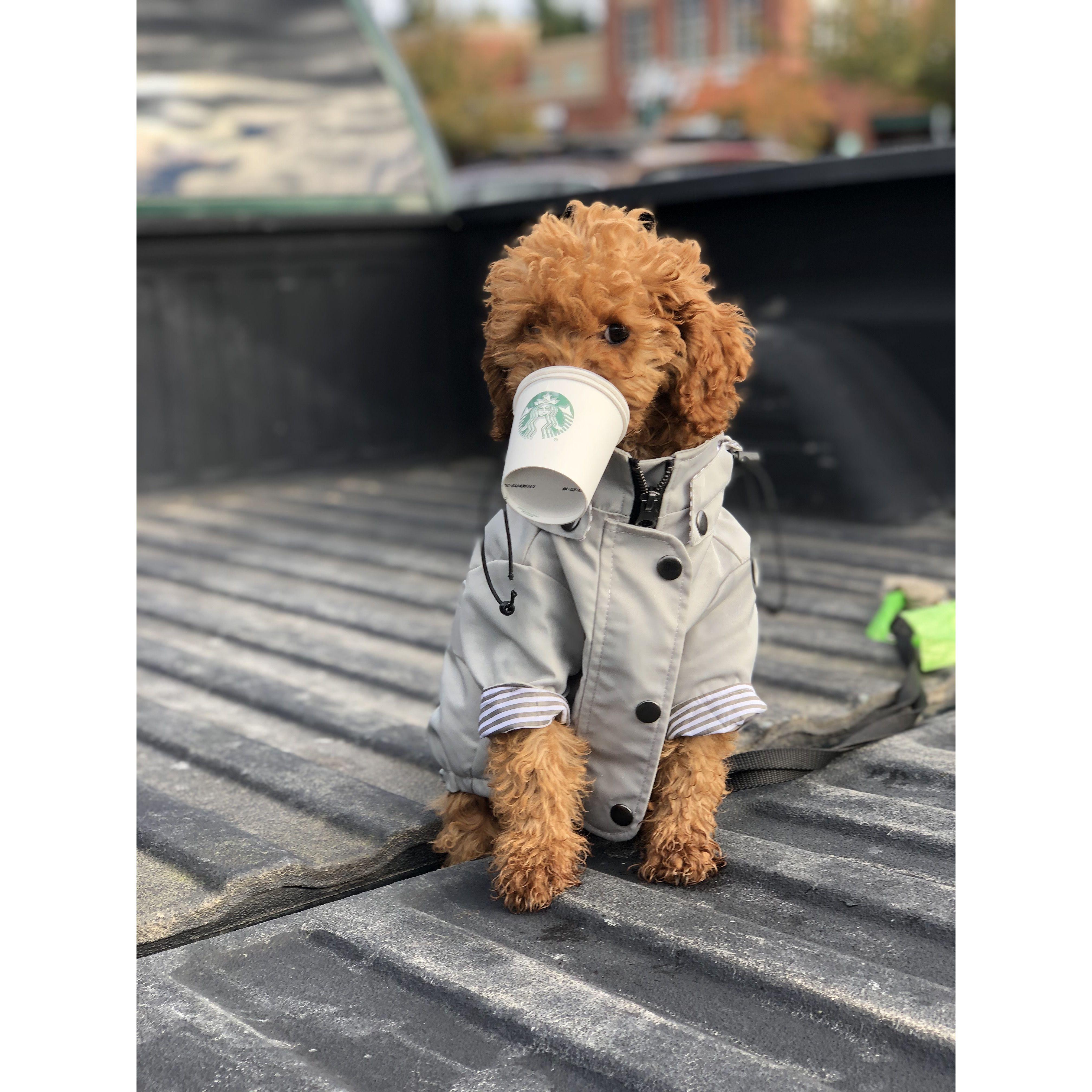 Captain and his pup cup 