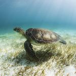 SNORKELING WITH SEA TURTLES OF AKUMAL