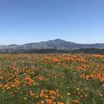 Las Trampas Wilderness Regional Preserve