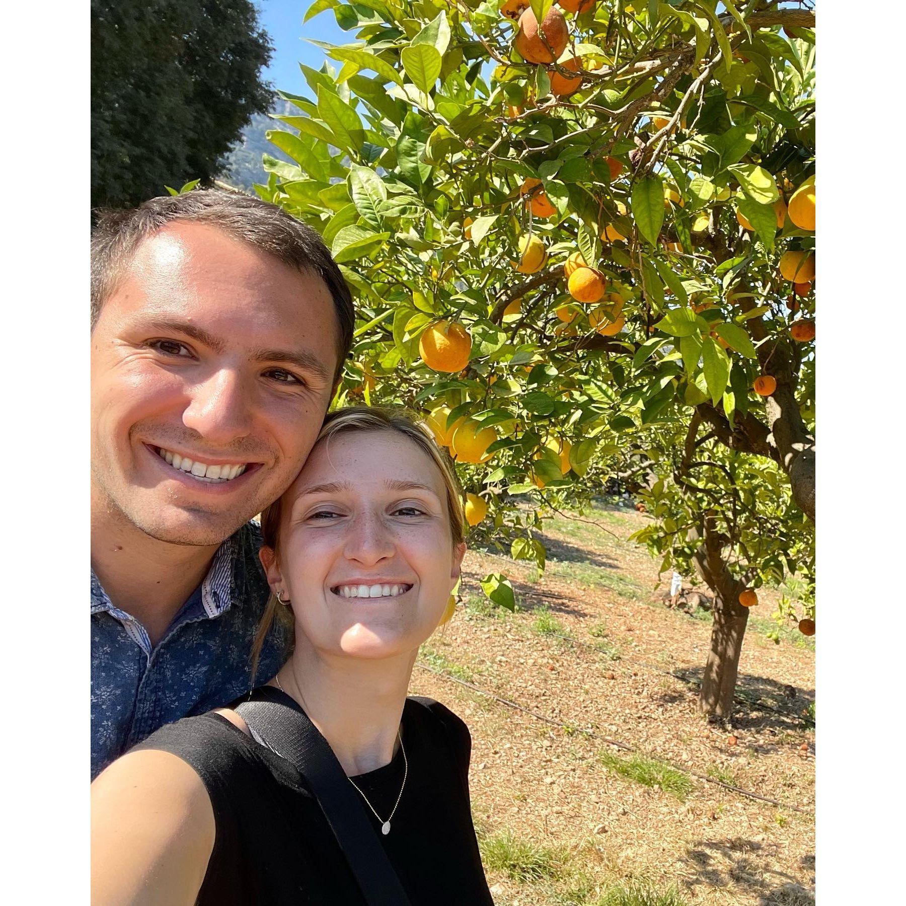 Orange trees in Mallorca