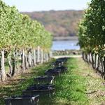 Sakonnet Vineyard