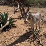 Donkey Sanctuary Aruba