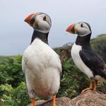 Skomer Island