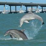 South Padre Island Dolphin Watch