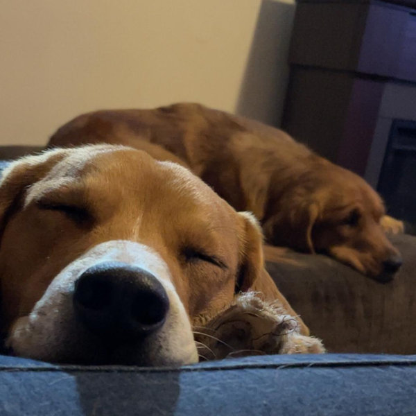 Pet Hotel For Our Honeymoon