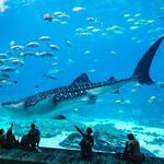 Georgia Aquarium