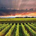 Wine Tour