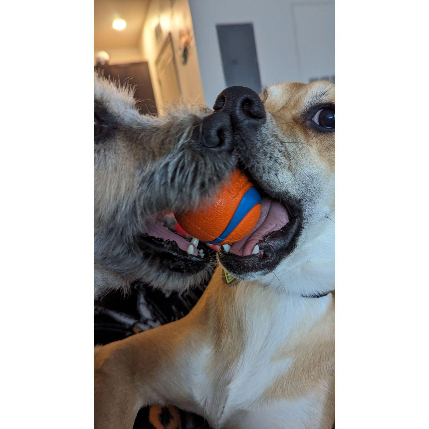 Can't forget about our crazy hounds!