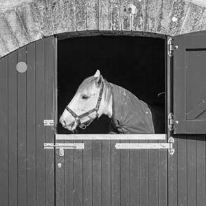 Horseback Riding in Ireland | Honeymoon Activity