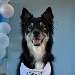 Pet Hotel For Our Honeymoon