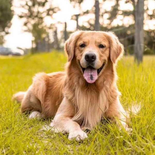 Golden retriever