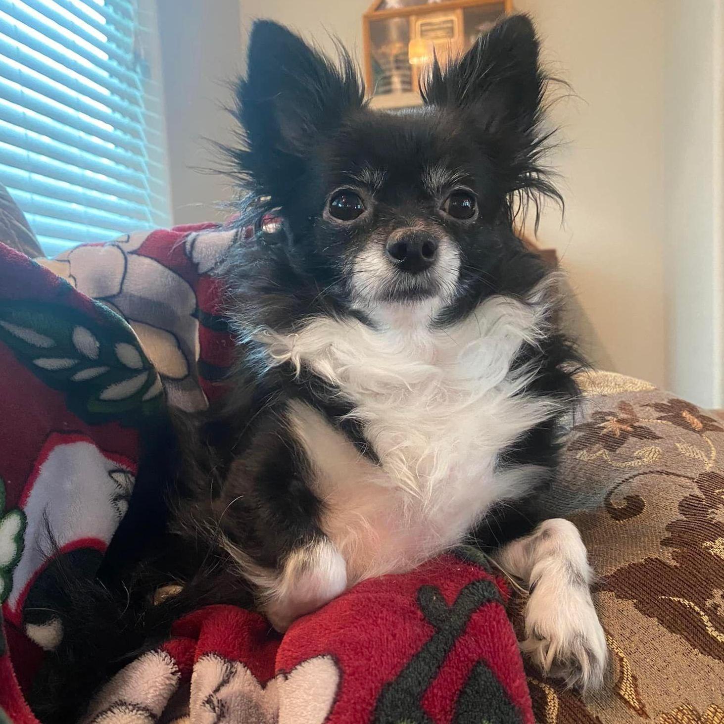 Margo, our diva chihuahua