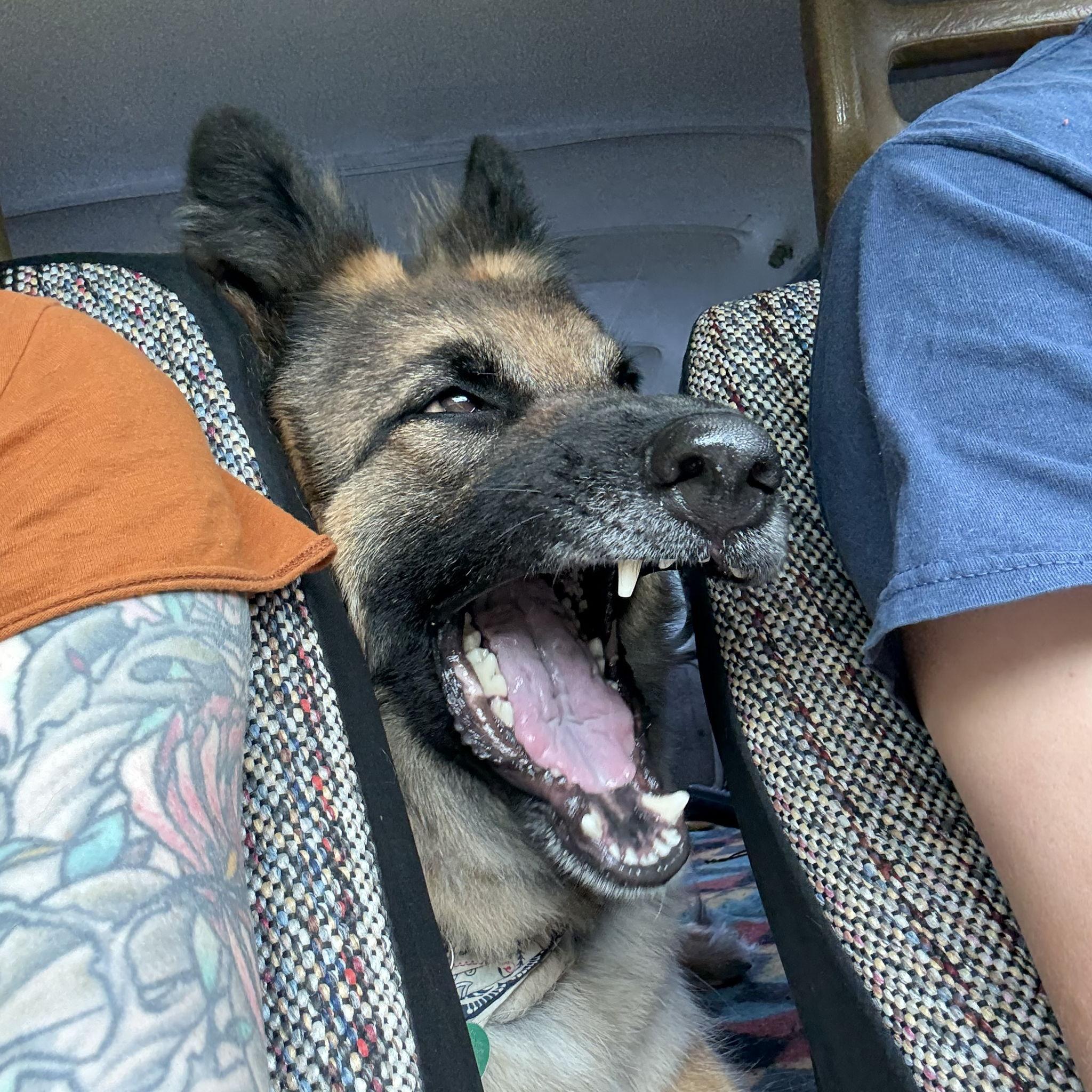 Summer drive across Cape Cod, Massachusetts! Pepper says “more of this please!!”