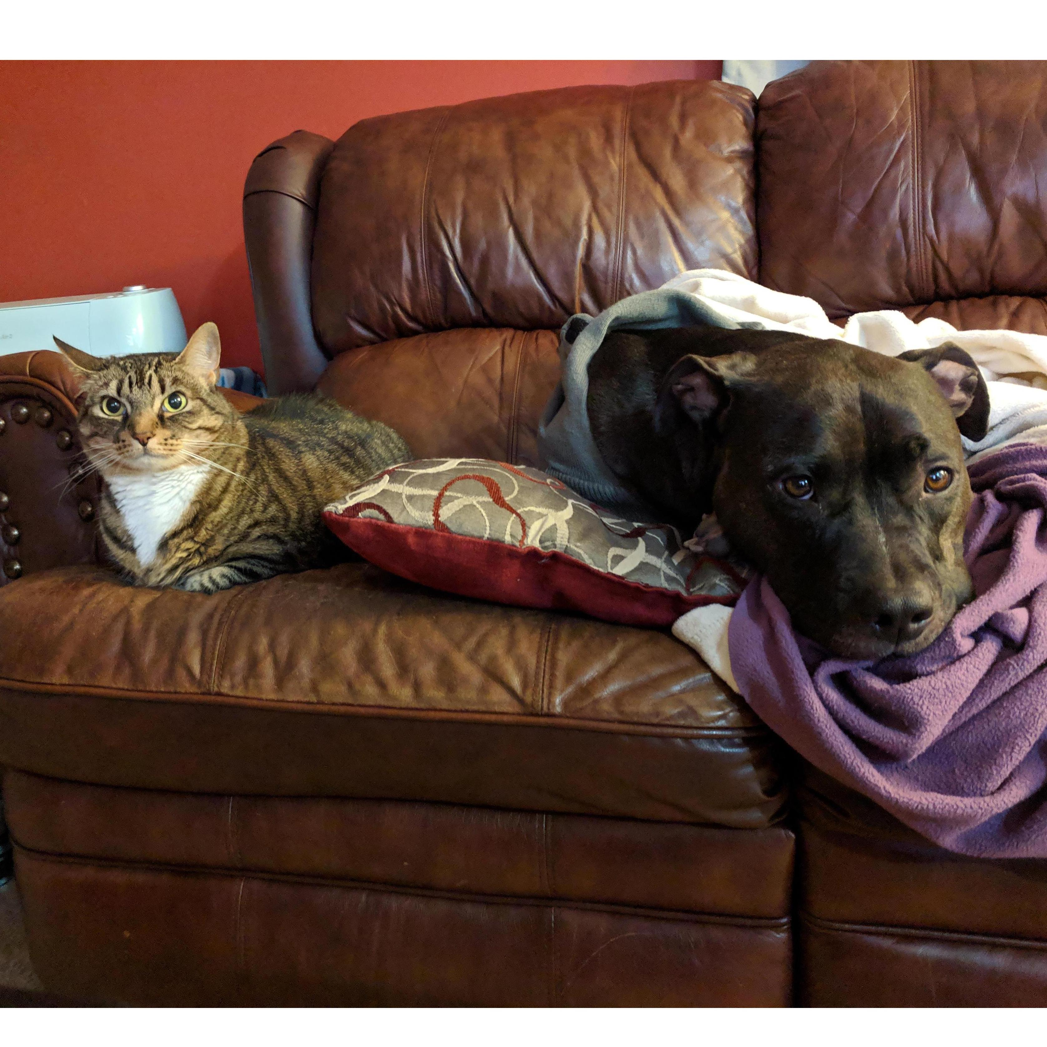 February 2019
The furbabies are ready for the wedding already