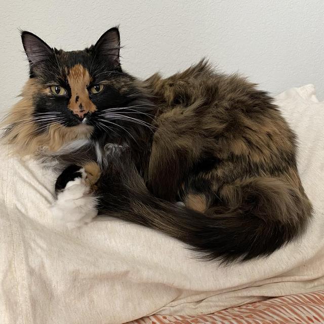 Cat Care Society Donation