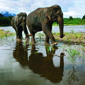 Honeymoon Fund - Elephant Sanctuary Visit, Laos