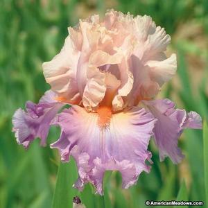 Discovered Treasure Bearded Iris