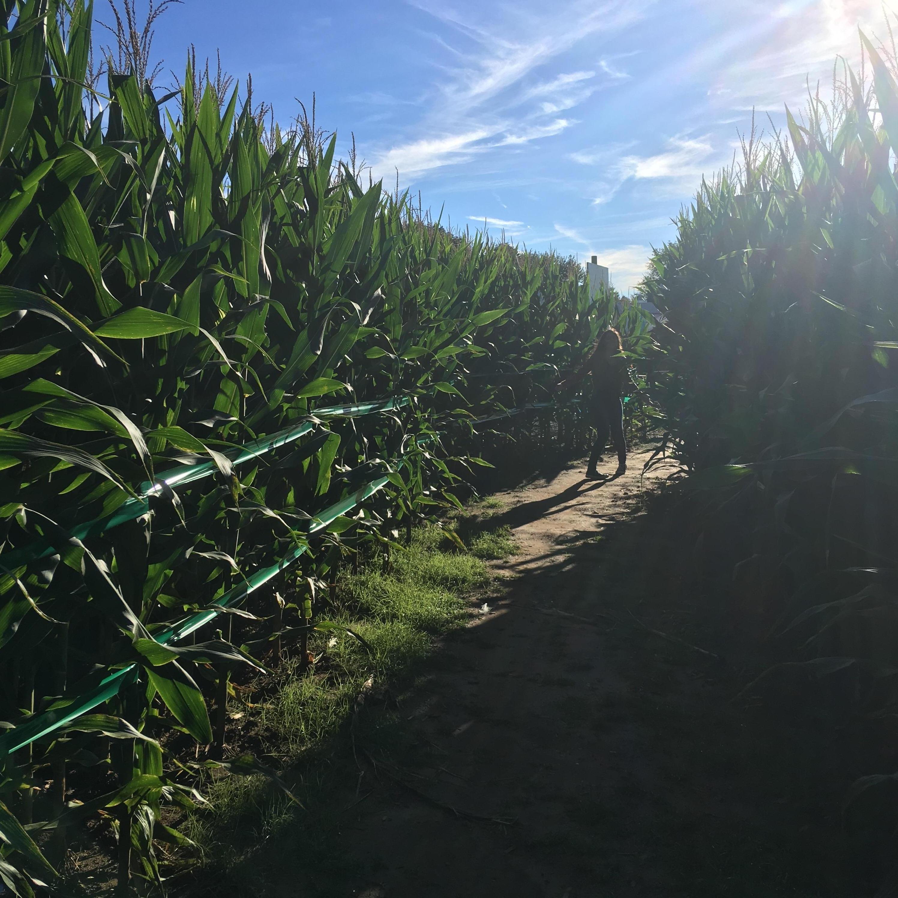 Date: September 28, 2018
Days Dating: #130
Location: Some Farm Somewhere
After completing the corn-maze in record time, we went to our favorite Chinese place, which has closed down much to our dismay.