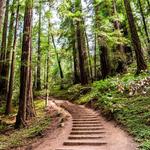 Muir Woods National Monument