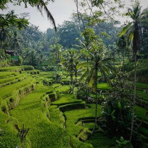 Day Trip Around Ubud, Bali
