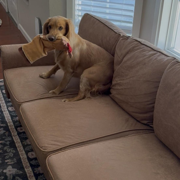 A New Couch