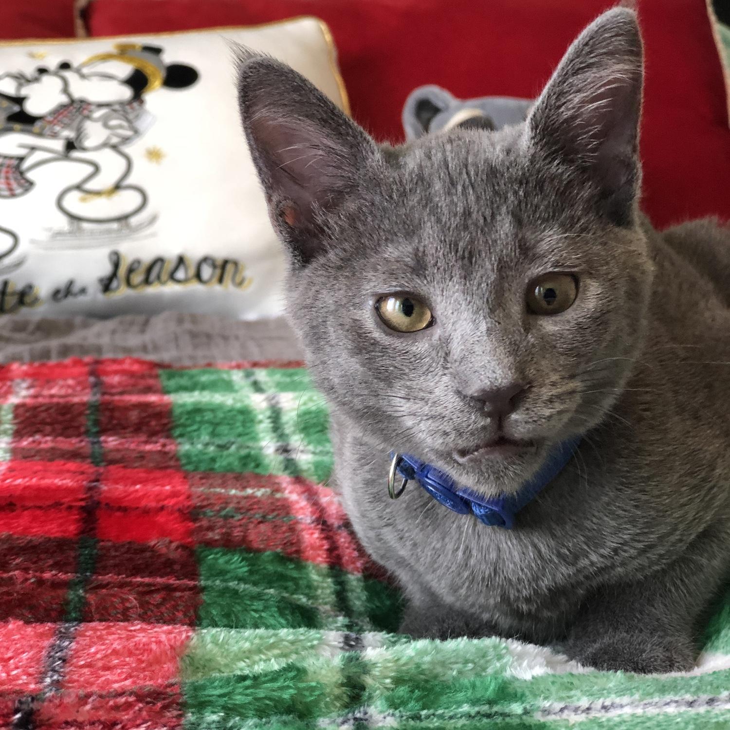 Loki, kitty #2
