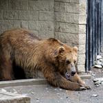 Alaska Zoo
