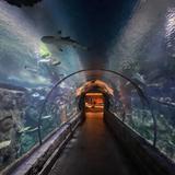 Shark Reef Aquarium at Mandalay Bay