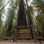 Armstrong Redwoods State Natural Reserve
