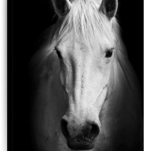 ElephantStock - White Thoroughbred Horse Wall Art - Vertical Canvas Wall Art - Living Room Wall Decor - Photography Animal Canvas Art - Black And White Decor - 16" x 24"