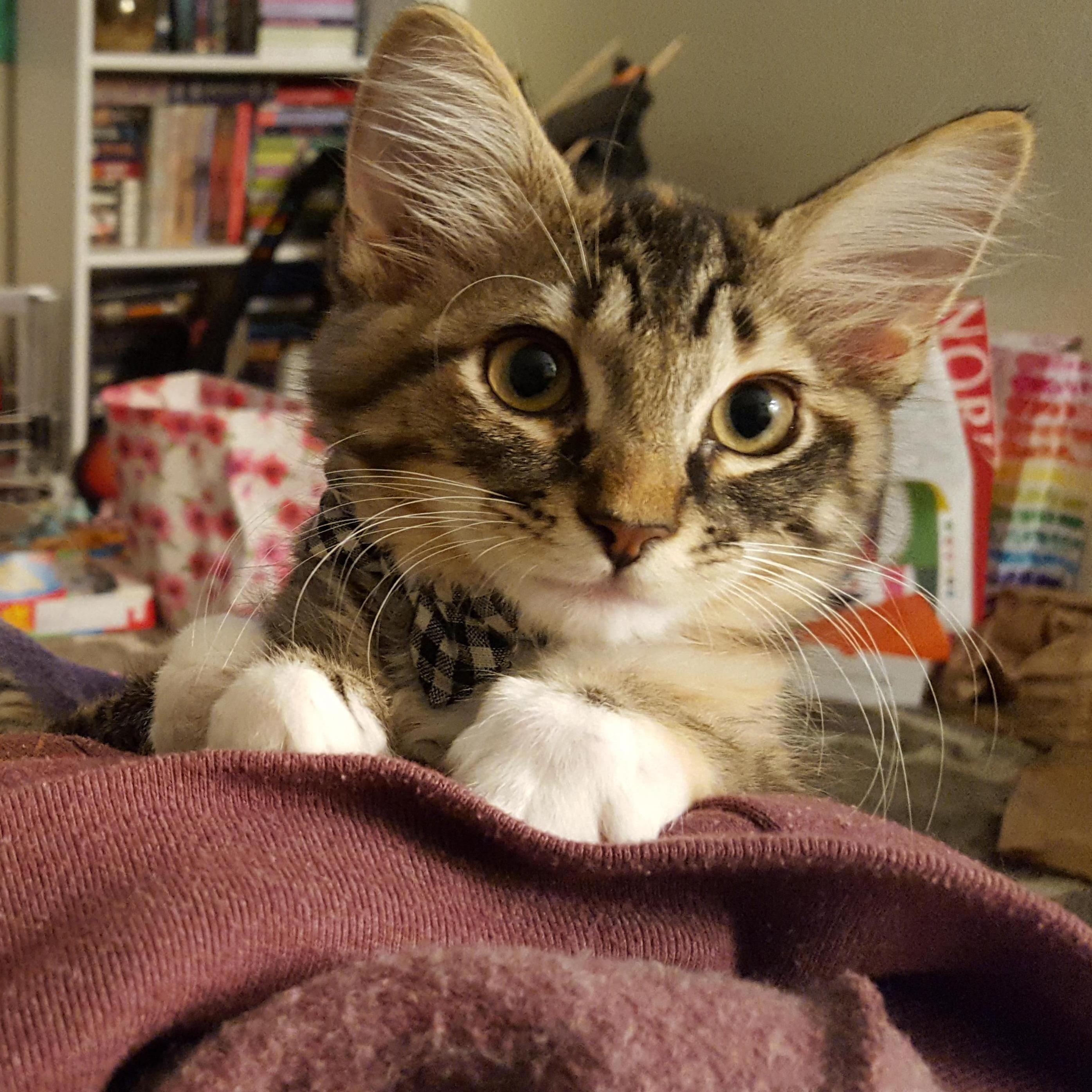 Artemis 2017