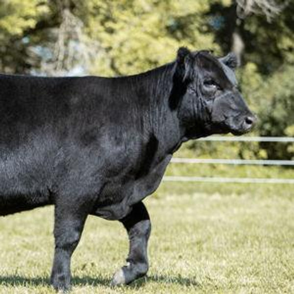 Cattle Fund