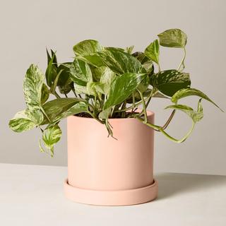 Marble Queen Pothos