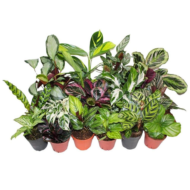 CoollectivePlants Calathea Plant Live in 4″ Nursery Pot – Assorted Indoor House Plants, Easy Care Indoor Plants, Starter Plant for Beginners (4-Pack)