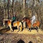 Goldrush Stables